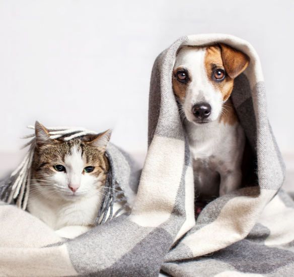 Pets under blanket